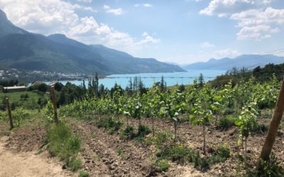 Excursion : à la découverte des vignobles haut-alpins