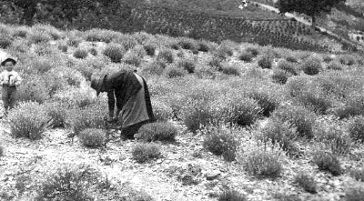 24 mai – Conférence “Des baïassières aux champs : la lavande, culture emblématique des Hautes-Alpes et des Préalpes du Sud”