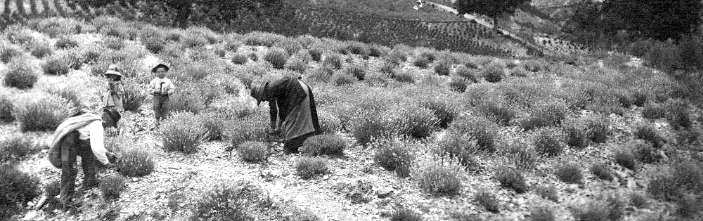 24 mai – Conférence “Des baïassières aux champs : la lavande, culture emblématique des Hautes-Alpes et des Préalpes du Sud”