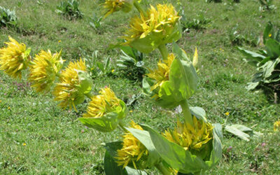 7 novembre – Conférence à Gap   « Plongez dans le monde fascinant des plantes médicinales alpines ! « 