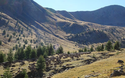 6 mars – Conférence à Gap   « Forêt d&rsquo;hier et de demain – Esquisse au charbon de bois de la diversité forestière des Alpes du Sud »